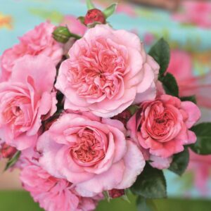Voluptia Pink®
