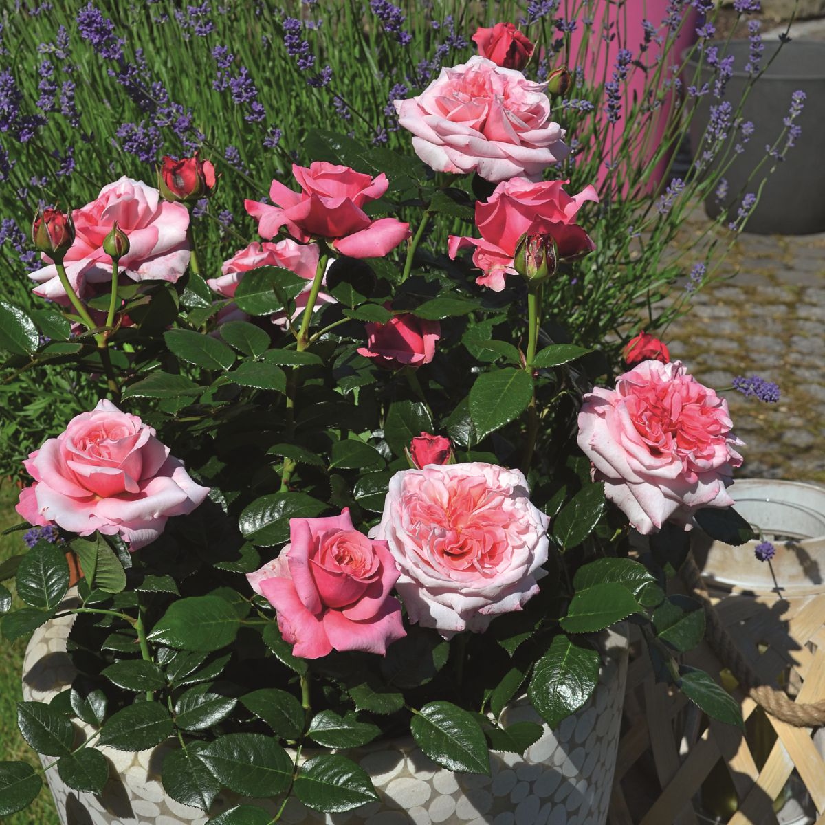 Voluptia Pink® – Image 2