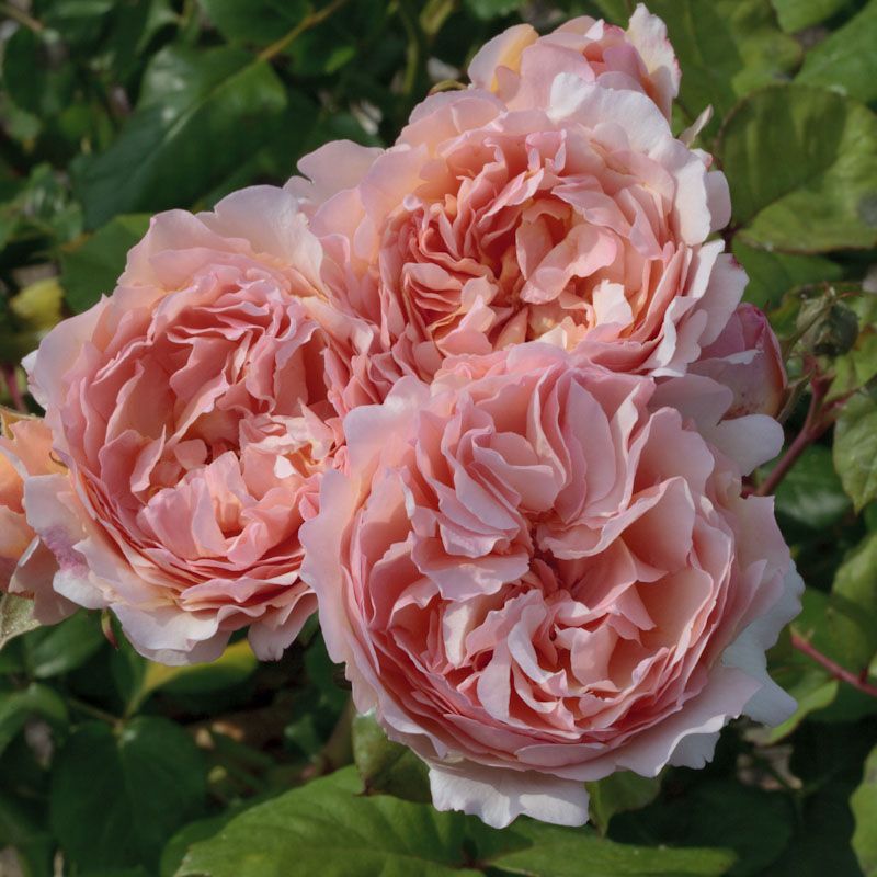 Princesse Charlène de Monaco®