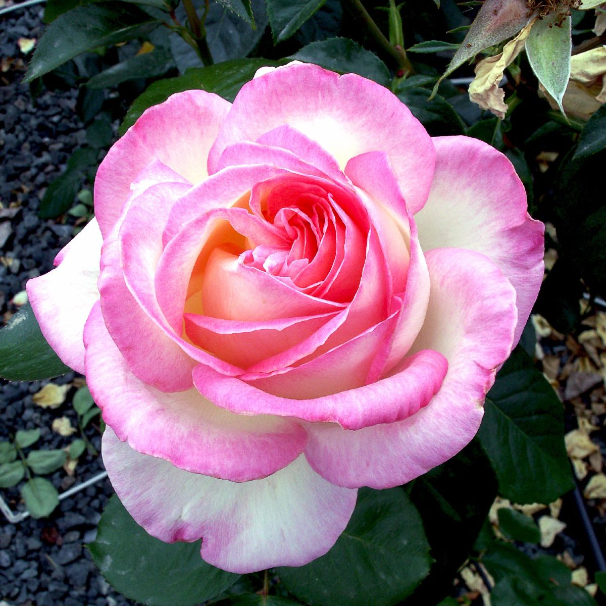 Princesse de Monaco®