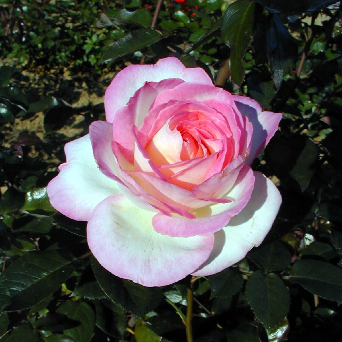 Princesse de Monaco® – Image 2