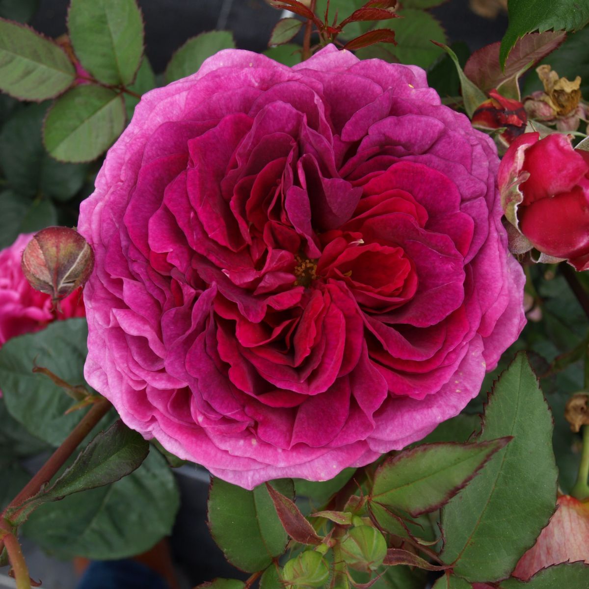 Voluptia Purple® – Image 2