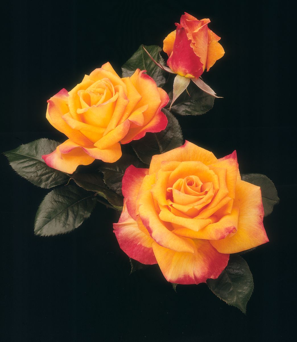 Raymond Kopa® – Image 2