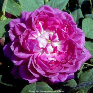 Reine des Violettes