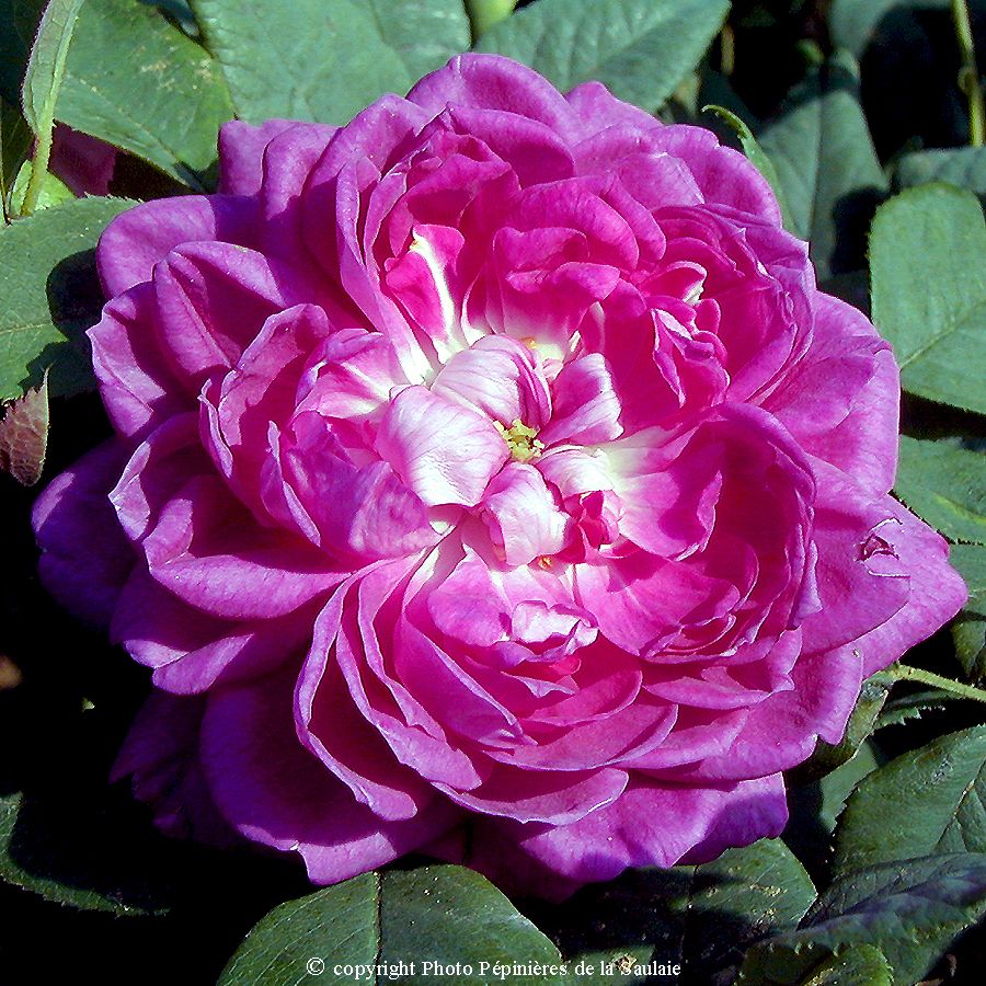 Reine des Violettes