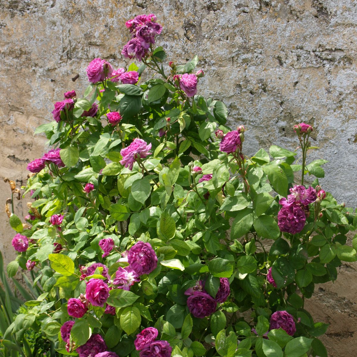 Reine des Violettes – Image 2
