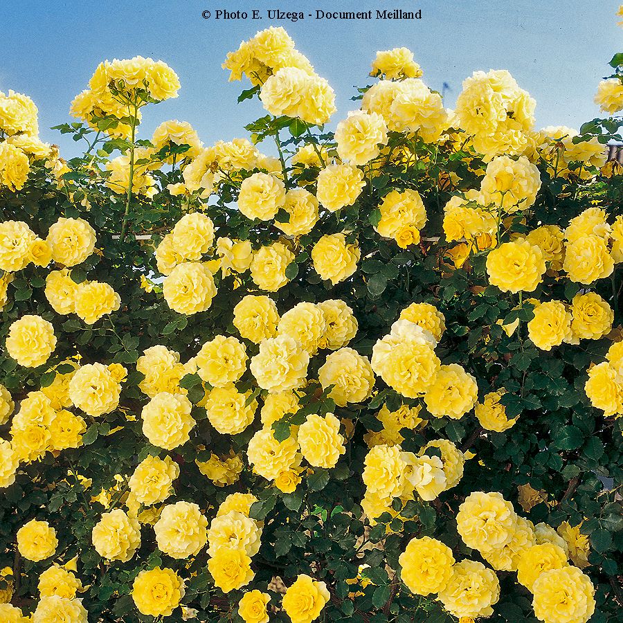 Rimosa® – Image 2