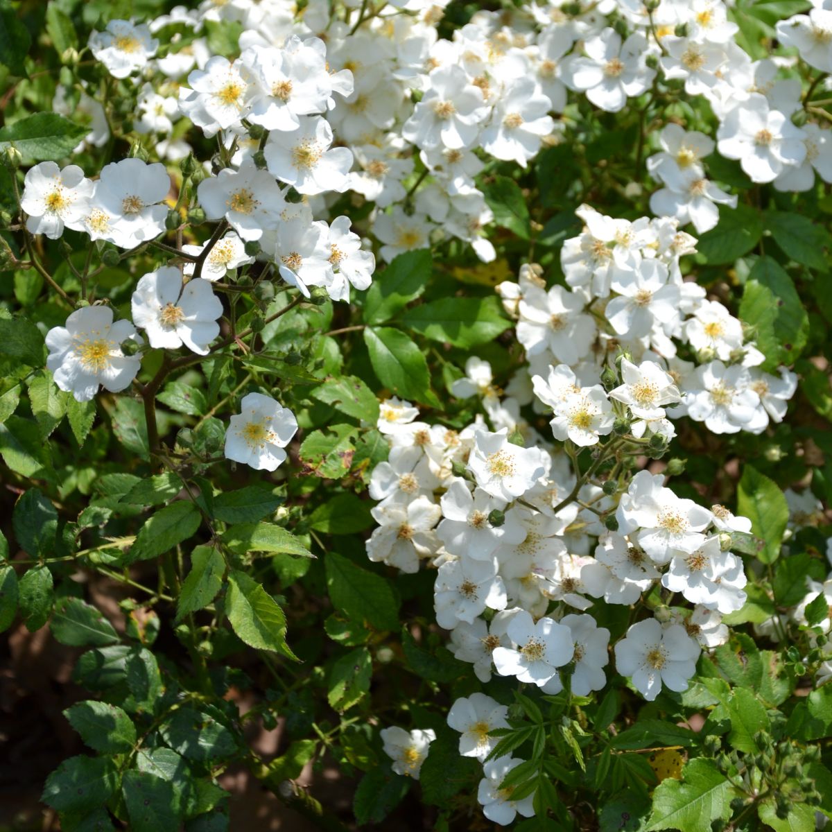 Rosanatura Alba®