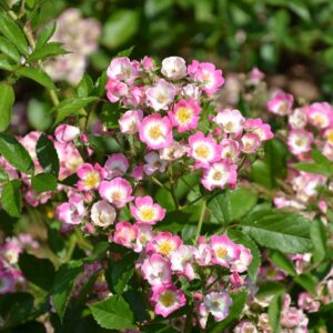 Rosanatura Bicolore®