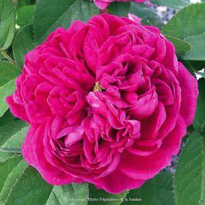 Rose de Rescht