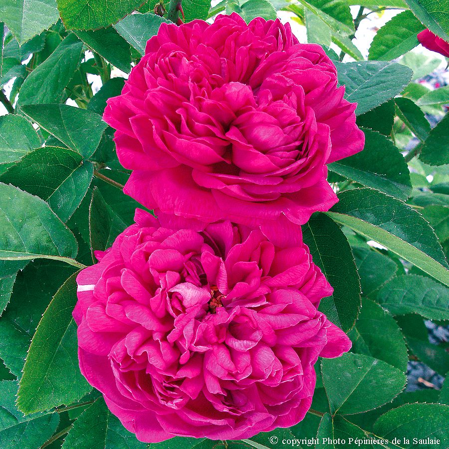 Rose de Rescht – Image 2
