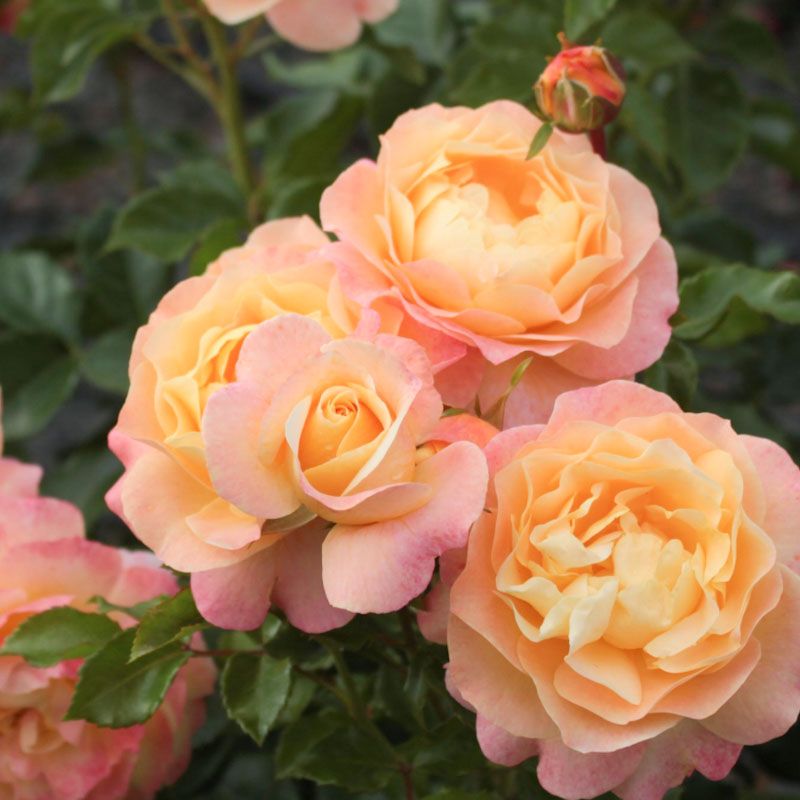 Rose der Hoffnung®