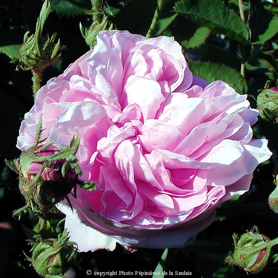 Rose des Peintres