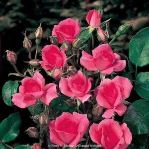 Rosy La Sevillana®