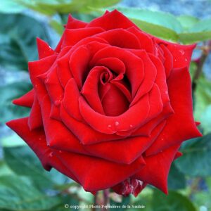 Rouge Adam®