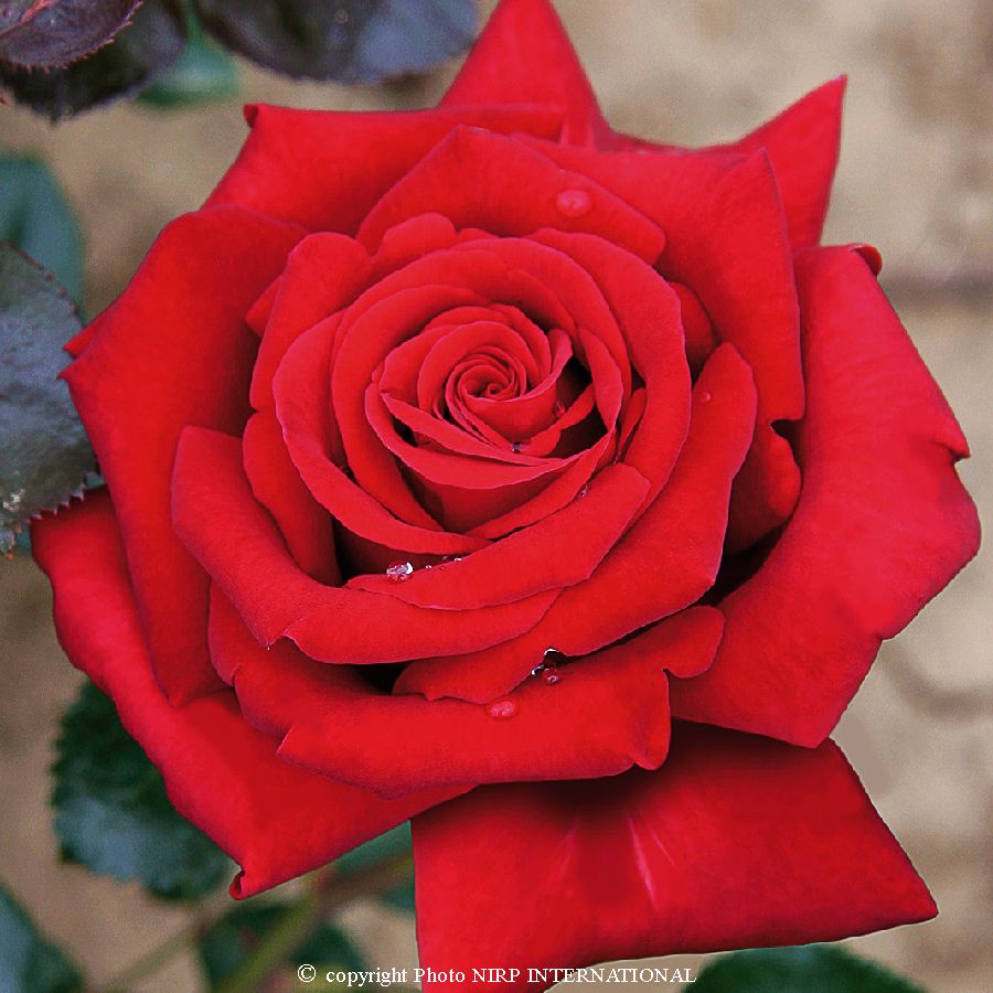 Rouge Adam® – Image 2