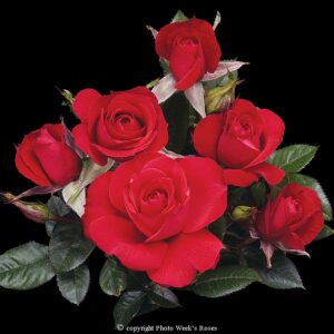 Ruby ruby®