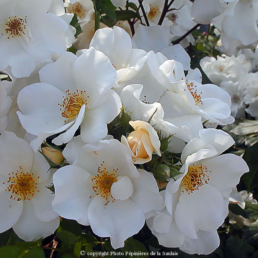 Sally Holmes® – Image 2