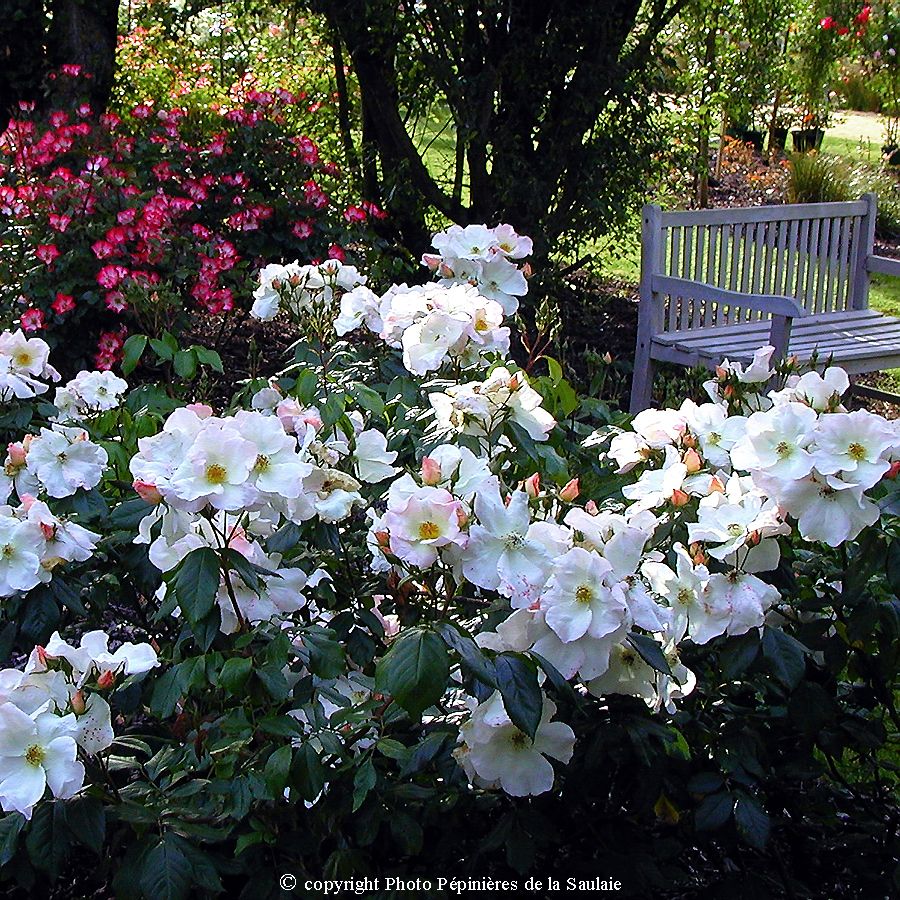 Sally Holmes® – Image 3