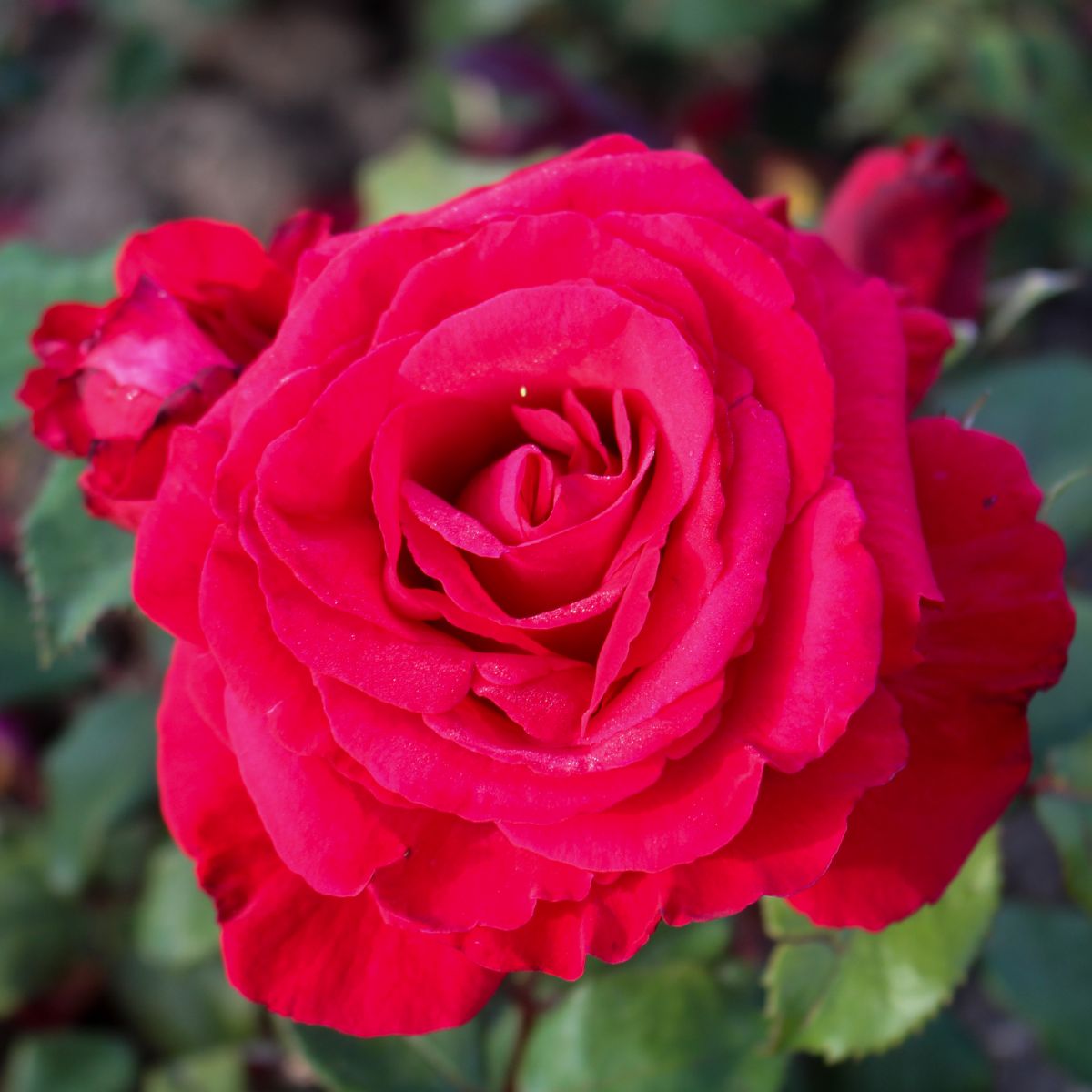 Simone Veil® – Image 2