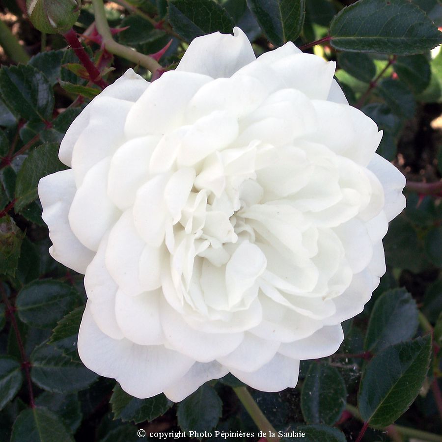 Snow Ballet® – Image 2