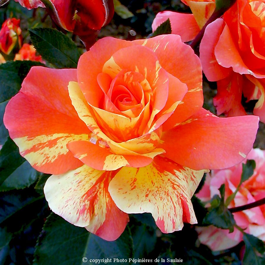 Sorbet Fruité® – Image 2