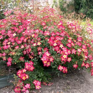 Star Profusion®
