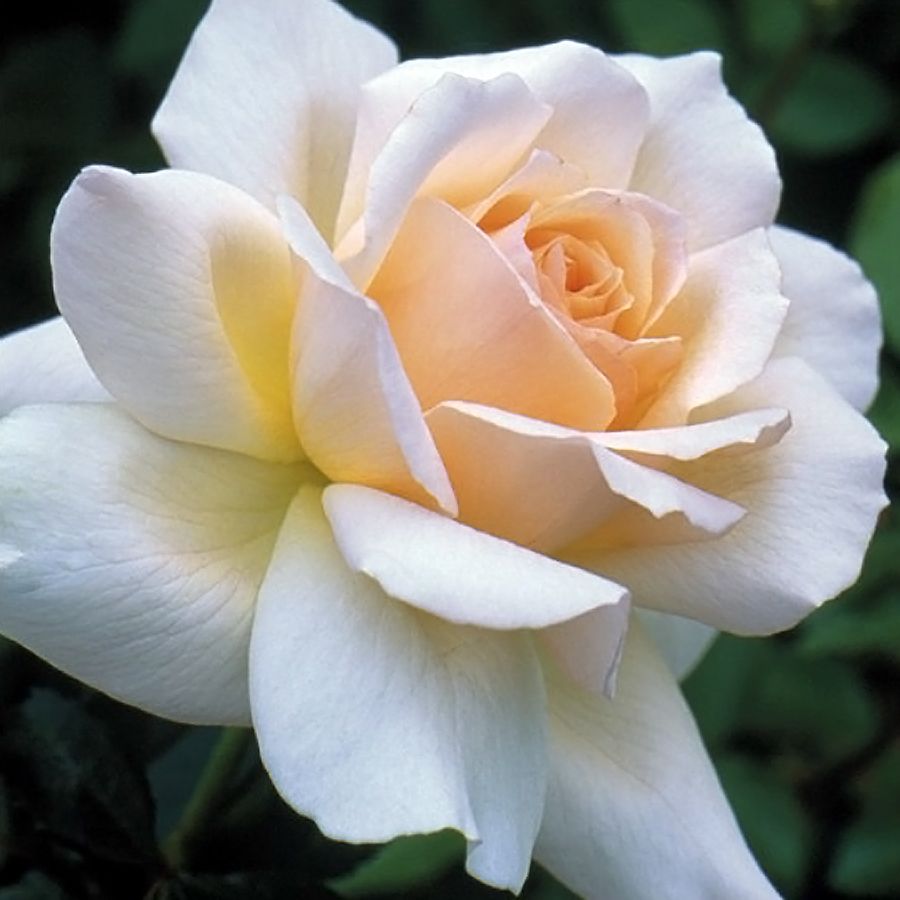 Sweet Love® – Image 2