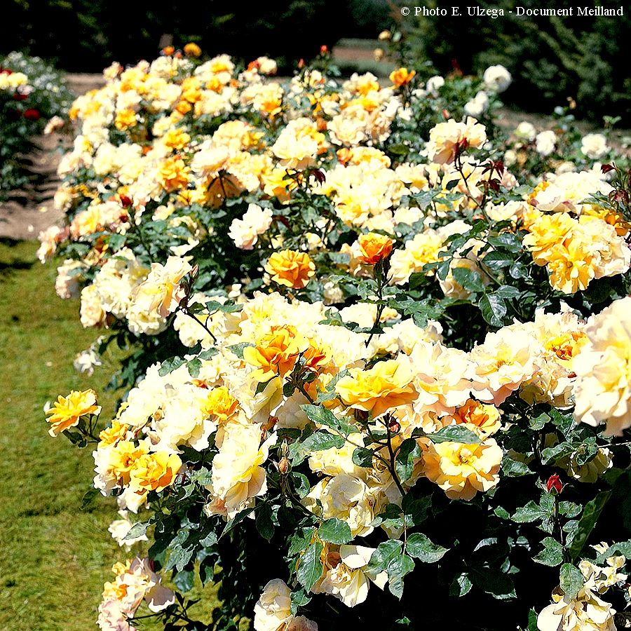 Téquila® – Image 2