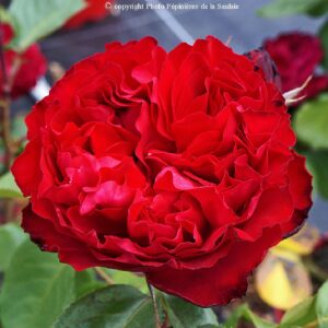 Traviata®