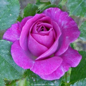 Violette Parfumée®