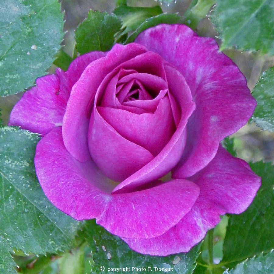 Violette Parfumée®