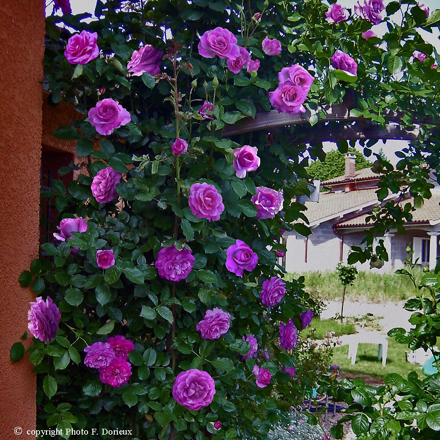 Violette Parfumée® – Image 2