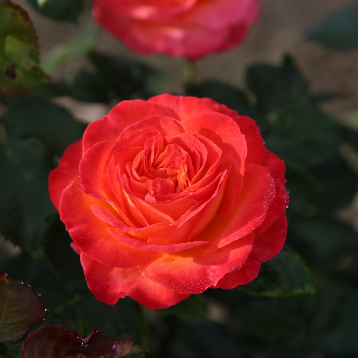 Vulcano® – Image 2
