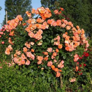 Westerland