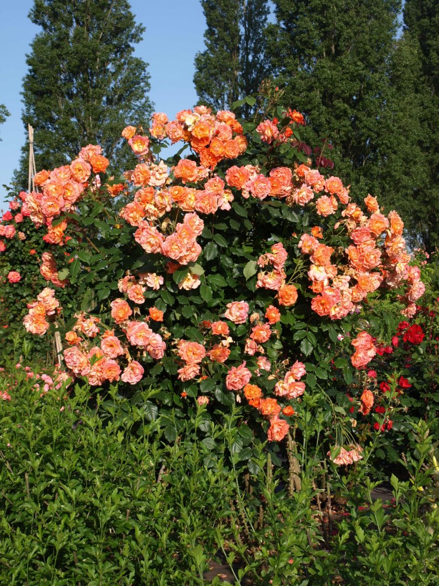 Westerland