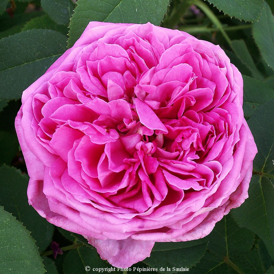 Yolande d'Aragon – Image 2