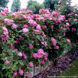 Zéphirine Drouhin