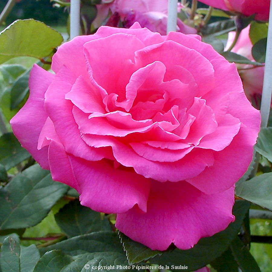 Zéphirine Drouhin – Image 2